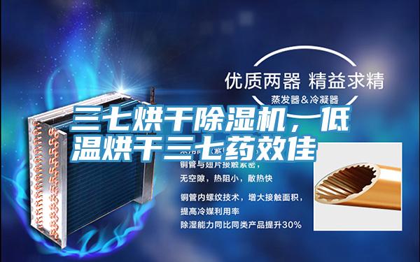 三七烘幹草莓小视频黄色，低溫烘幹三七藥效佳