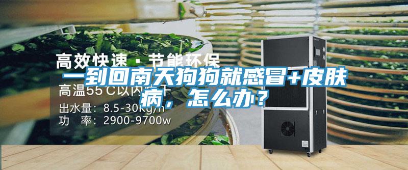 一到回南天狗狗就感冒+皮膚病，怎麽辦？