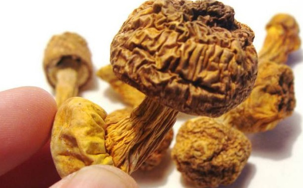 巴西菇、姬鬆茸烘幹機-怎樣烘幹色澤好且菇體褶片完整？