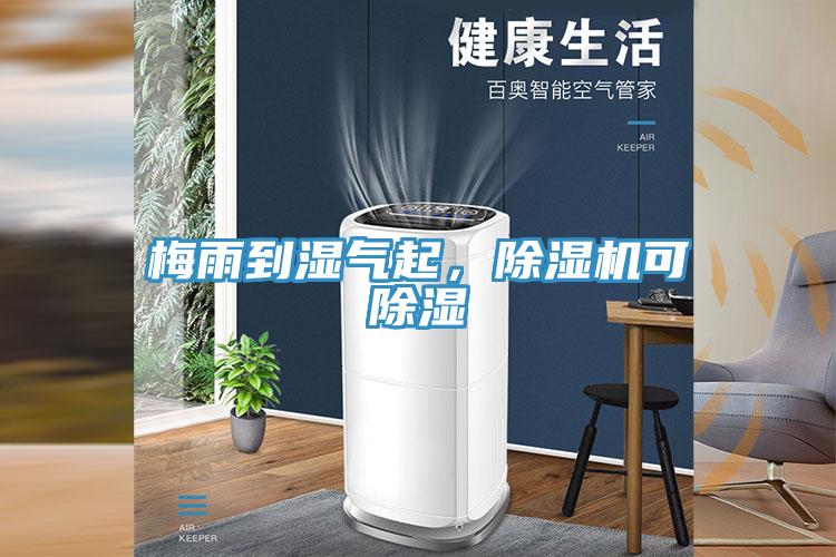 梅雨到濕氣起，草莓小视频黄色可除濕
