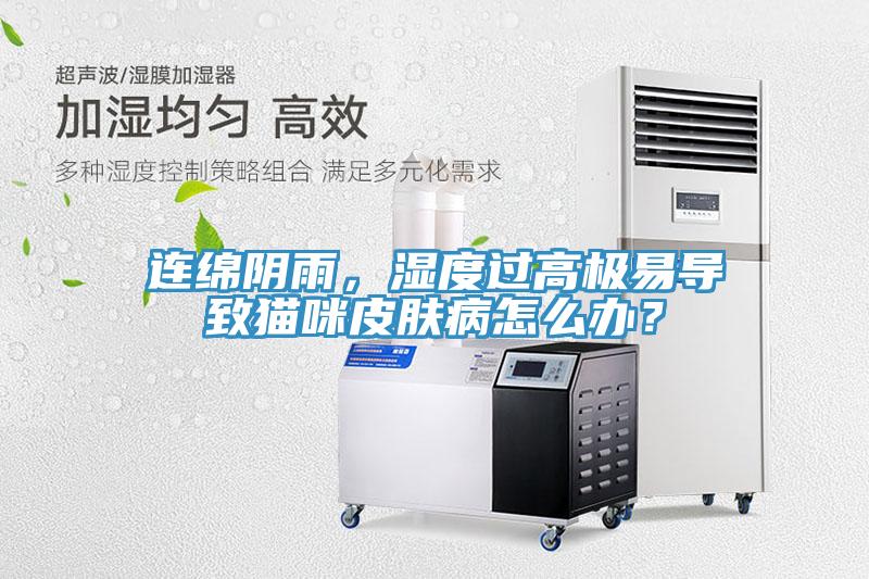 連綿陰雨，濕度過高極易導致貓咪皮膚病怎麽辦？