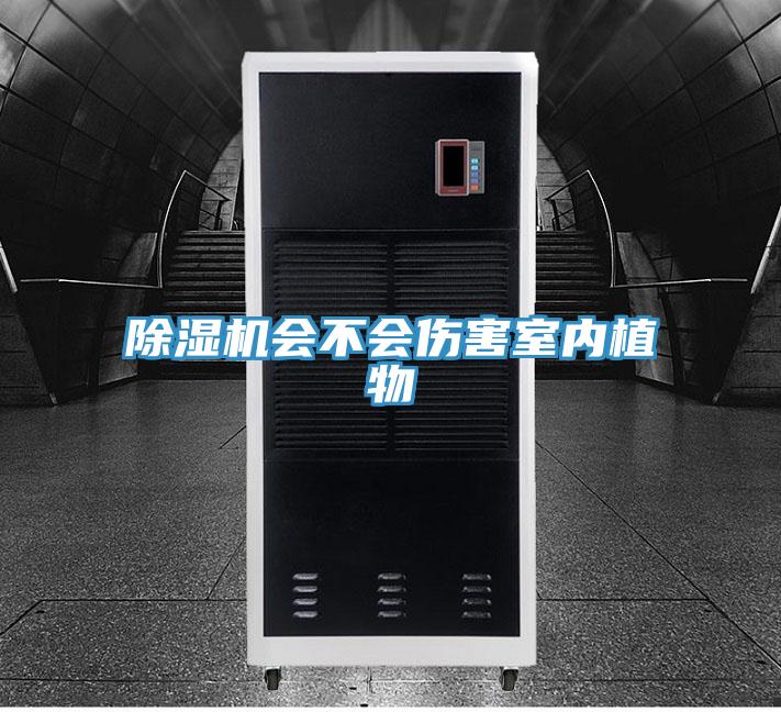 草莓小视频黄色會不會傷害室內植物