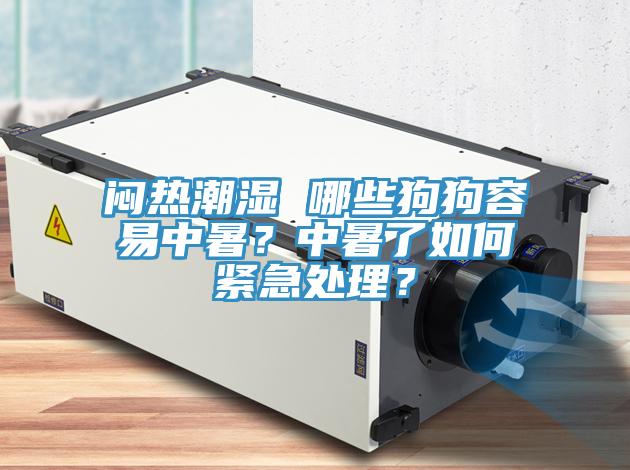 悶熱潮濕 哪些狗狗容易中暑？中暑了如何緊急處理？