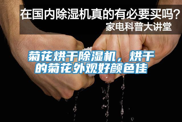 菊花烘幹草莓小视频黄色，烘幹的菊花外觀好顏色佳