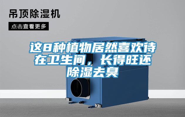 這8種植物居然喜歡待在衛生間，長得旺還除濕去臭