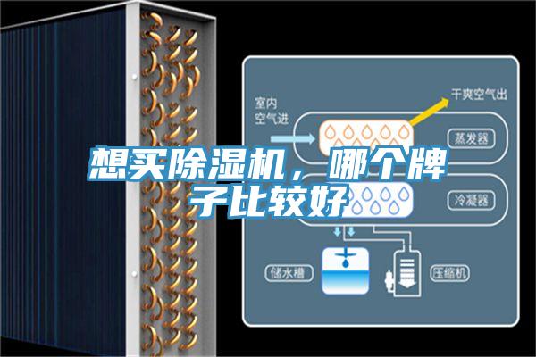 想買草莓小视频黄色，哪個牌子比較好