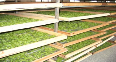 茶葉烘幹處理解決方案