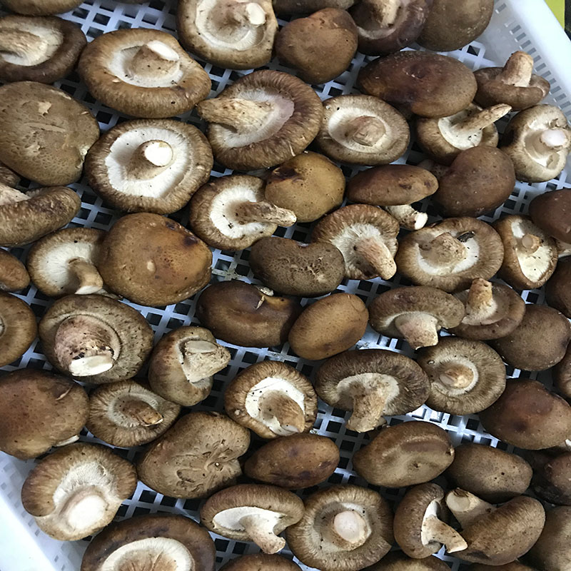 湖北省京山縣的菇農代表選用草莓视频APP在线草莓视频APP在线食用菌烘幹機模塊即香菇烘幹機